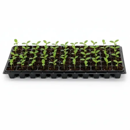 Multisection tray GA0221 52.5 x 31.5 cm
